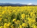 二宮・吾妻山公園 鮮やかな菜の花と富士山を望む絶景