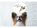 犬ににんじんを食べさせても大丈夫！与え方のポイント