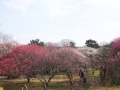 埼玉・越谷梅林公園 梅まつり2018の日程・見ごろは？
