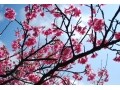 沖縄の桜の名所6選 日本一早い桜を満喫しよう！