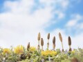 2026年春分の日はいつ？ 春分の意味や彼岸との関係・過ごし方