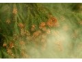 「花粉症に効く食べ物」はあるのか