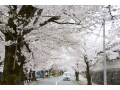 長瀞の桜並木が美しい！エリア別見ごろ情報2018