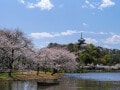 横浜・三溪園でお花見！ 桜の見ごろ、混雑状況まとめ【2024年】