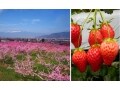 山梨のおすすめいちご狩りスポット6選