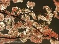夜桜をきれいに撮る方法、コツをプロがやさしく解説！
