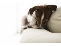 犬の睡眠時間はどのくらい？ 犬が快適な睡眠をとるためには
