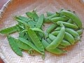 さやえんどうの筋の取り方と茹で方…筋が途中で切れる方必見のコツ