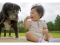 犬と赤ちゃんが同居するときに気をつけたいポイント