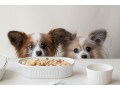 犬がご飯を食べない時の対処法とは？ 原因と家庭でてきる対策