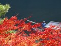 NHK『ごごナマ』で紹介！京都の紅葉穴場ガイド