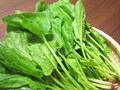 ほうれん草の栄養・選び方・保存方法