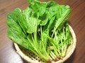 ほうれん草の旬・種類