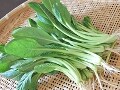 小松菜のおいしい時期・種類