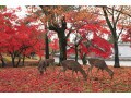 【2020年】11月の株式市場の傾向は？