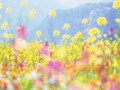 二十四節気「清明」とは？2026年はいつ？意味・風物詩・沖縄のシーミーとの関係