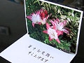 飛び出す暑中見舞いカードを作ろう