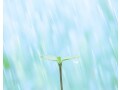 二十四節気「穀雨」とは？2025年はいつ？意味や過ごし方、春の雨の呼び名を解説