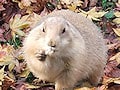 ペット写真の合成作品にBackground Remover