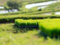 二十四節気「芒種」とは？2026年はいつ？読み方や意味・七十二候・過ごし方を解説
