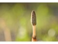 つくしの食べ方・下ごしらえ……ハカマを取り除いて、ゆでるだけ！