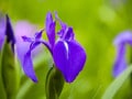 「いずれ菖蒲か杜若」とは？ 菖蒲湯に入れるのは何？ アヤメ・カキツバタ・ショウブの違いや見分け方