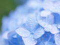 【6月行事・歳時記】梅雨・衣替え・夏至……風物詩や行事食まとめ