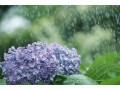 なぜ6月の雨を「五月雨」という？ビジネス用語「五月雨式にすみません」も実は粋!?意味や例文を解説