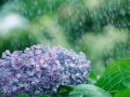 なぜ6月の雨を「五月雨」という？ビジネス用語「五月雨式にすみません」も実は粋!?意味や例文を解説