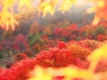 【時候の挨拶】10月上旬・中旬・下旬の季節の挨拶と結び文、ビジネスやカジュアルに対応