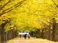 【時候の挨拶】11月上旬・中旬・下旬の季節の挨拶と結び文、ビジネスやカジュアルに対応