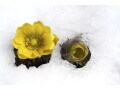 ゴキブリもダニも… 害虫シャットアウトの仕掛けは“今”が好機！「啓蟄」に入る前の対策で効果倍増