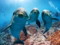 イルカの知能はなぜ高い？人間の脳との比較で見えた進化し続ける脳