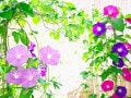 仲間外れはどれ？朝顔と昼顔・夕顔・夜顔の違いは何？それぞれの特徴と花言葉
