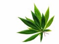 大麻は麻薬か？専門家でも問いに答えるのが難しいワケ