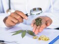 大麻には麻薬成分が入っている？マリファナに含まれるTHCとは