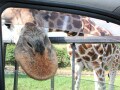 北海道・東北のおすすめ動物園10選！ 行動展示のパイオニアやサファリパークなど