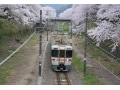 車窓からお花見できる！春におすすめの鉄道旅行