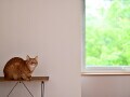 43歳主婦。障害がある夫に代わって働いていましたが、ストレスで退職しました