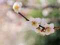 如月・梅見月・雪解月…… 2月の和風月名・異称・別名の読み方と意味