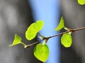弥生・桜月・雛月……3月の和風月名・異称・別名の読み方と意味