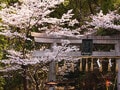 山崎蒸溜所100周年2／桜の魂はウイスキーに宿る