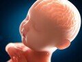 赤ちゃんの脳はどうできる？動物の進化をたどるような胎児の脳の発達