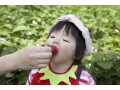 イチゴは洗う？ヘタを取ると栄養が減る？栄養士おすすめの食べ方