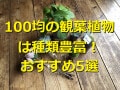 100均の観葉植物ランキング！おすすめ1位「ダイソーのポトス」は育て方かんたん！