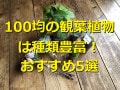 100均の観葉植物ランキング！おすすめ1位「ダイソーのポトス」は育て方かんたん！