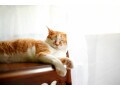 高齢猫（11歳以上）の病気・体調不良のサインと日々の健康チェック法