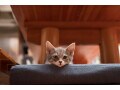 老後に「猫」を飼うのに適しているのはどんな人？後悔しないために猫かかるお金などを知っておこう
