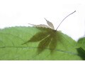 葉月・秋風月・月見月… 8月の和風月名・異称・別名の読み方と意味