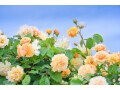定年後の趣味におすすめ？はじめてバラを育てるときに、かかるお金はいくら？